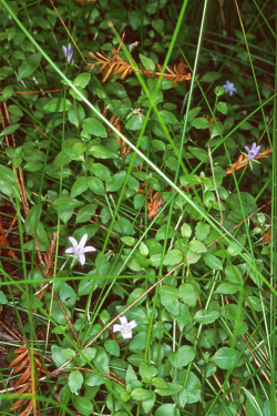 Photo taken at Jughandle Reserve, Mendocino County © R. York/CNPS 